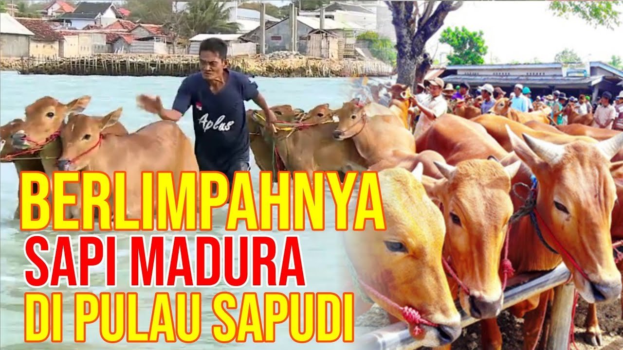 Berlimpahnya Sapi Madura Di Pulau Sapudi.jpg